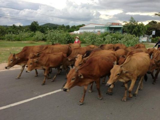 lịch sử bò một nắng krong pa