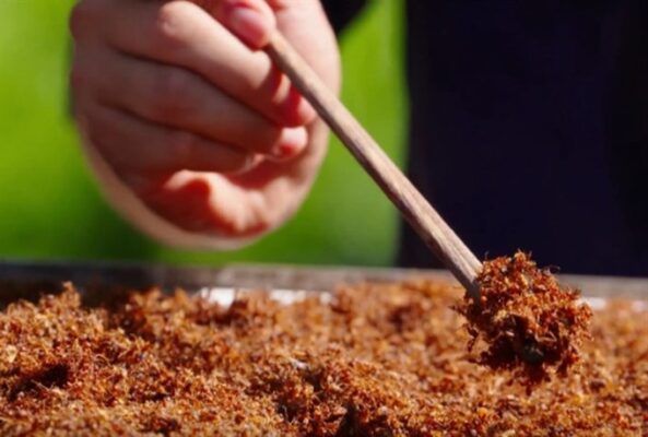 Dig in: Bò một nắng with yellow salted ants is much more enjoyable.