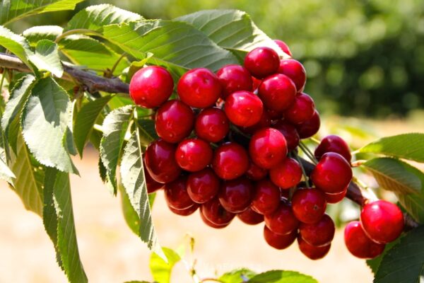 Cherry là loại trái cây xuất khẩu chủ lực của Mỹ và Úc tại Việt Nam