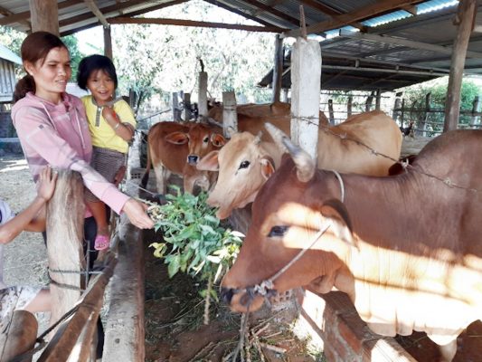 Đàn bò nơi 'chảo lửa' Krông Pa - ảnh 2