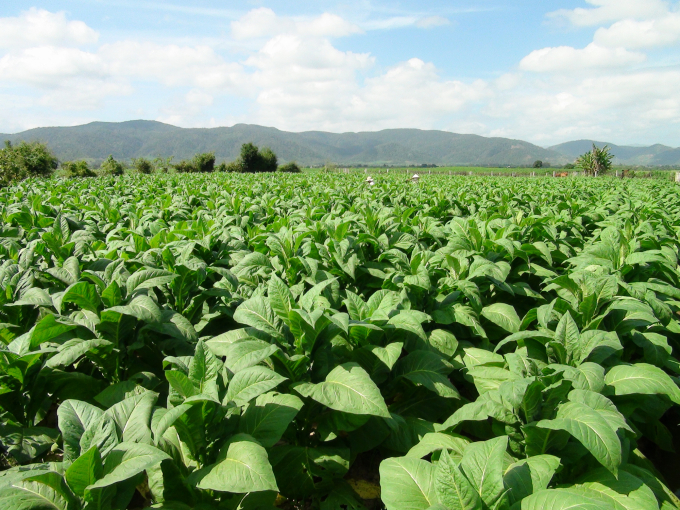 Cây thuốc lá đang là một trong những thế mạnh trong sản xuất nông nghiệp của huyện Krông Pa. Ảnh: Đăng Lâm.