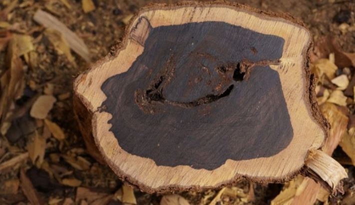 Gỗ trắc là gì? Làm sao để nhận biết các loại gỗ trắc?